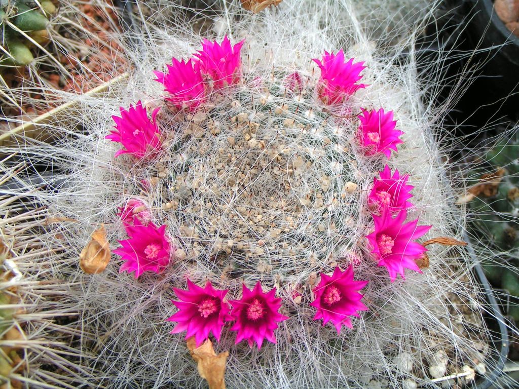 Mammillaria hahniana v. gieseliana